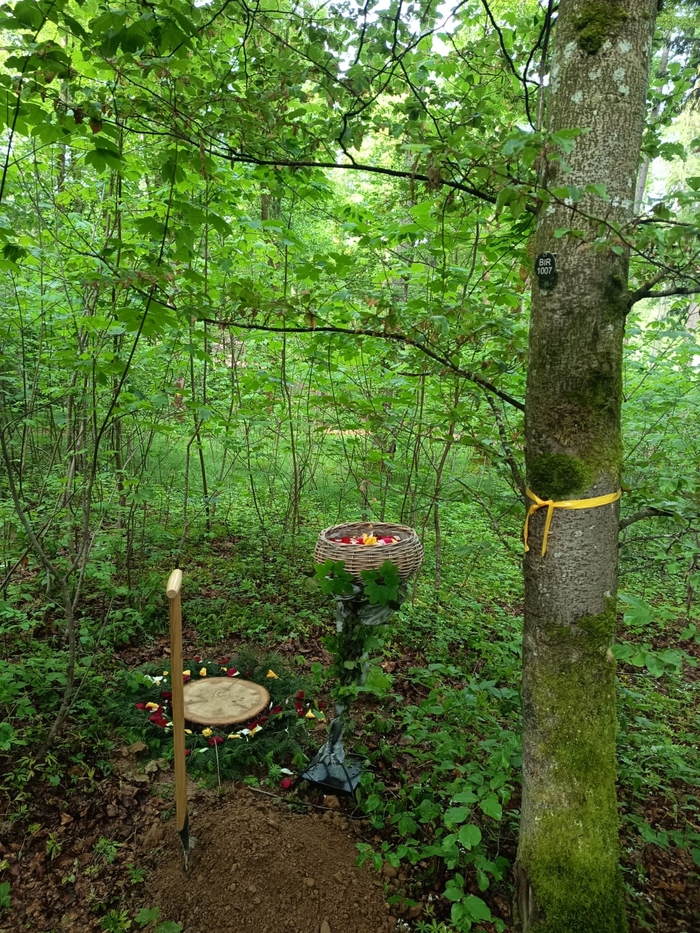 Baumgrabstelle im Friedwald