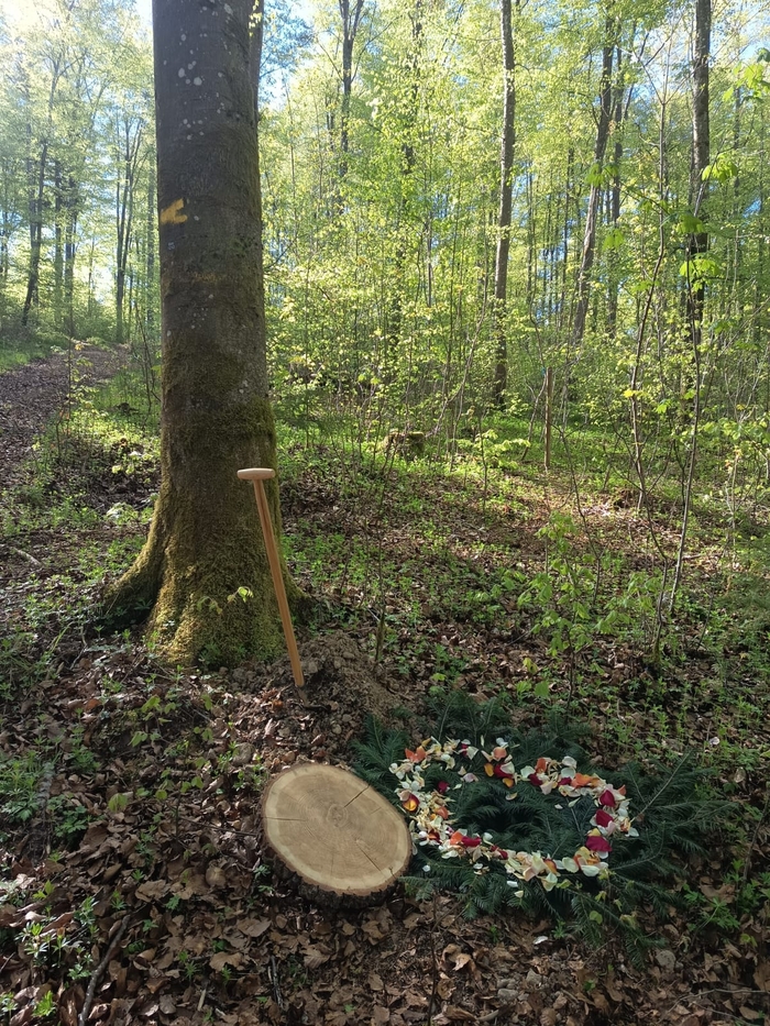 Baumgrabstelle im Friedwald